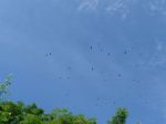 Filename=P1000800.JPG
Filesize=91KiB
Dimensions=1600x1200
Date added=May 09, 2011 P1000800.JPG